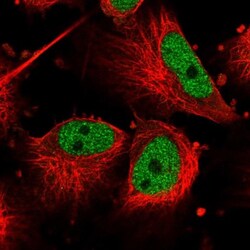 Cdc27 Antibody, Novus Biologicals 0.1mL; Unlabeled:Antibodies, Polyclonal